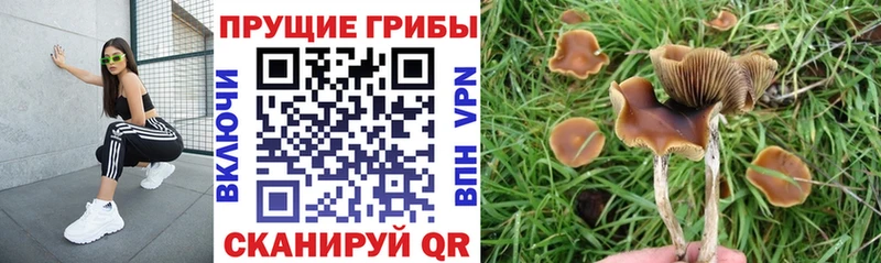 MEGA ССЫЛКА  где продают   Великий Устюг  Псилоцибиновые грибы мицелий 